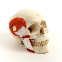 Skull with Masticatory Musculature